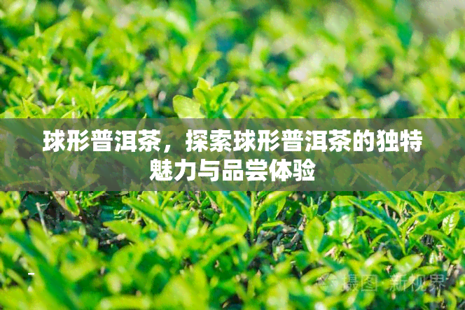 球形普洱茶，探索球形普洱茶的独特魅力与品尝体验