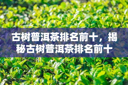 古树普洱茶排名前十，揭秘古树普洱茶排名前十的口感与品质特点