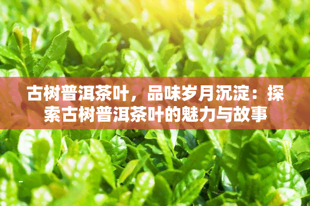 古树普洱茶叶，品味岁月沉淀：探索古树普洱茶叶的魅力与故事