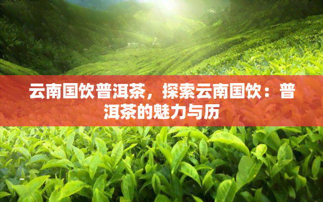 云南国饮普洱茶，探索云南国饮：普洱茶的魅力与历