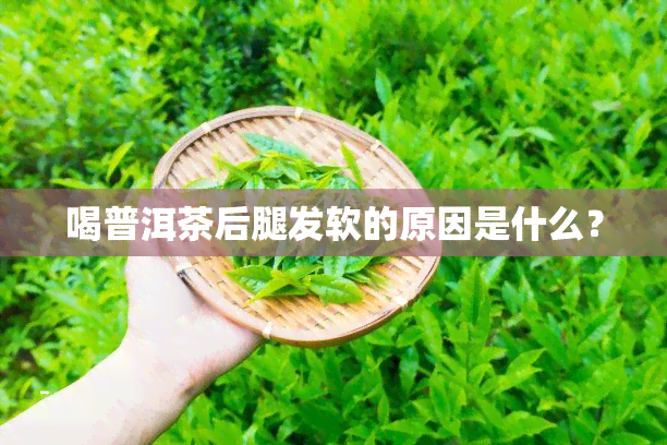 喝普洱茶后腿发软的原因是什么？