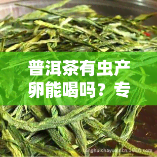 普洱茶有虫产卵能喝吗？专家解析其安全性和营养价值