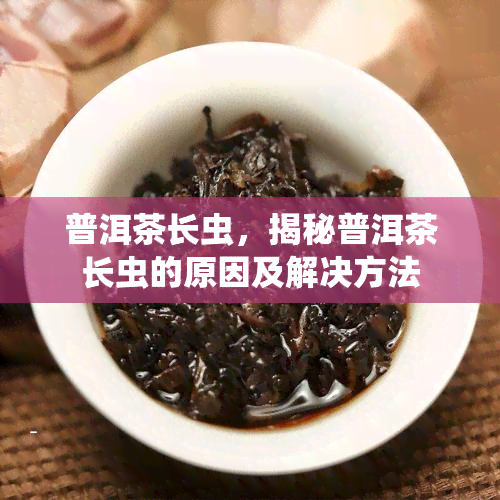 普洱茶长虫，揭秘普洱茶长虫的原因及解决方法