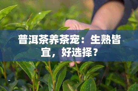 普洱茶养茶宠：生熟皆宜，好选择？