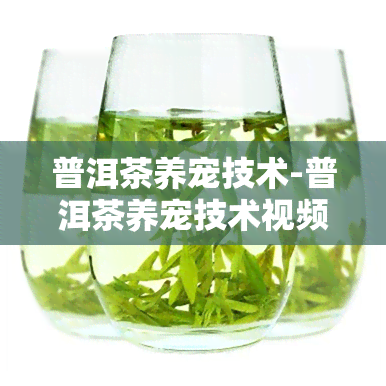 普洱茶养宠技术-普洱茶养宠技术视频