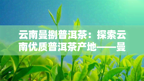 云南曼捌普洱茶：探索云南优质普洱茶产地——曼岗与曼撒