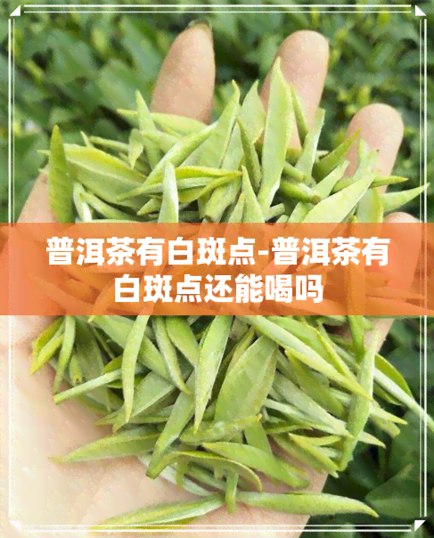 普洱茶有白斑点-普洱茶有白斑点还能喝吗