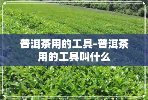 普洱茶用的工具-普洱茶用的工具叫什么