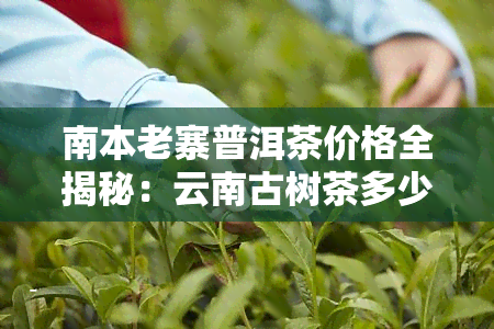 南本老寨普洱茶价格全揭秘：云南古树茶多少钱一斤？