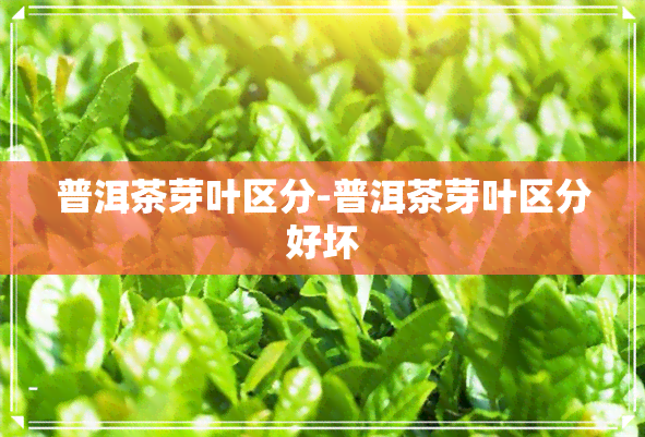 普洱茶芽叶区分-普洱茶芽叶区分好坏