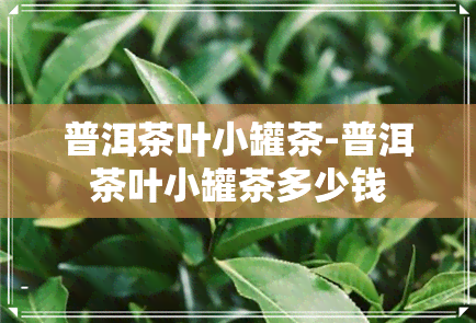 普洱茶叶小罐茶-普洱茶叶小罐茶多少钱