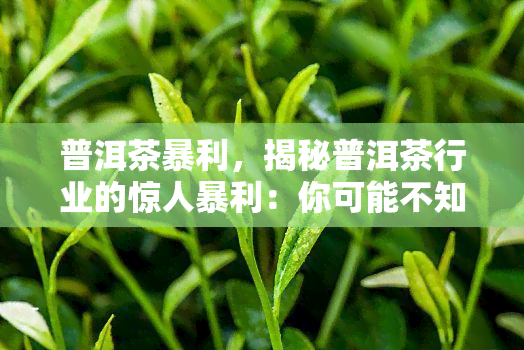 普洱茶暴利，揭秘普洱茶行业的惊人暴利：你可能不知道的真相