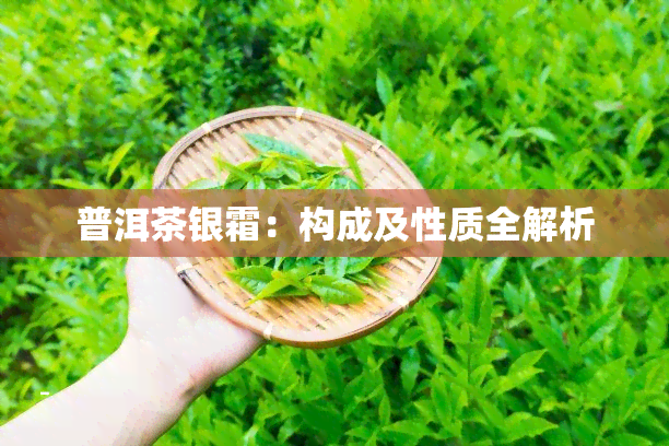 普洱茶银霜：构成及性质全解析