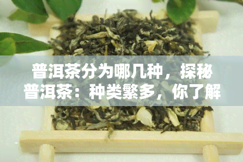 普洱茶分为哪几种，探秘普洱茶：种类繁多，你了解多少？