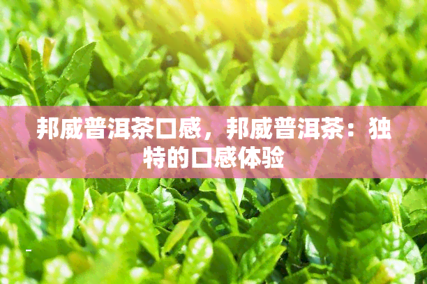 邦威普洱茶口感，邦威普洱茶：独特的口感体验