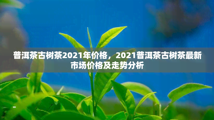 普洱茶古树茶2021年价格，2021普洱茶古树茶最新市场价格及走势分析