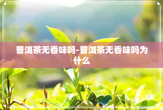 普洱茶无香味吗-普洱茶无香味吗为什么