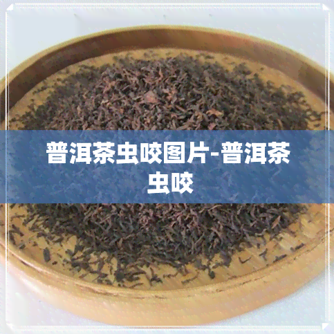 普洱茶虫咬图片-普洱茶 虫咬