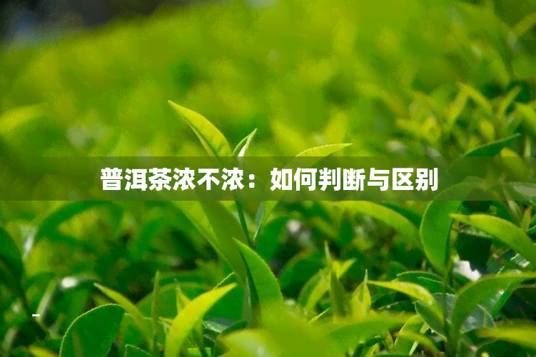 普洱茶浓不浓：如何判断与区别