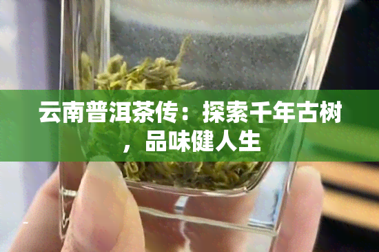 云南普洱茶传：探索千年古树，品味健人生