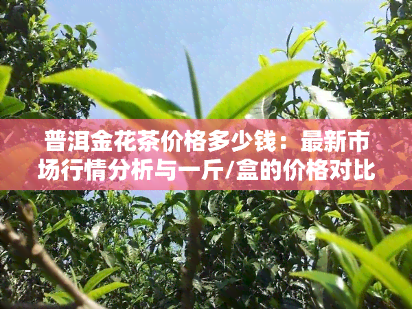 普洱金花茶价格多少钱：最新市场行情分析与一斤/盒的价格对比