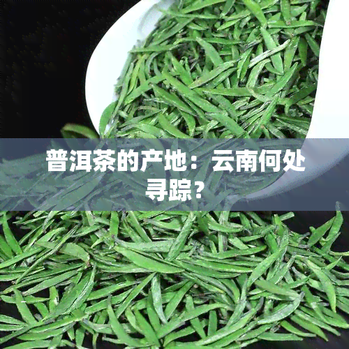 普洱茶的产地：云南何处寻踪？