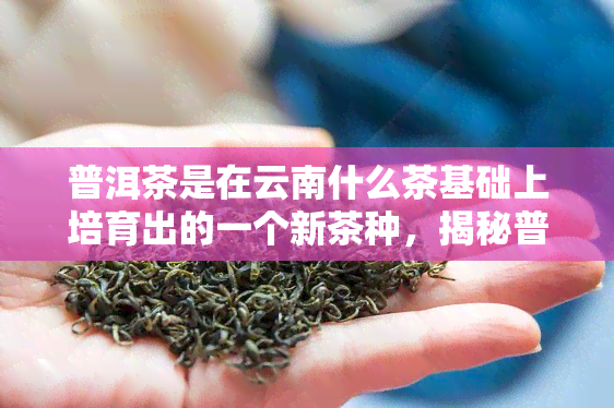 普洱茶是在云南什么茶基础上培育出的一个新茶种，揭秘普洱茶：在云南何种茶的基础上培育的新茶种？