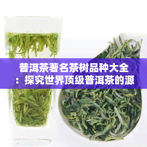 普洱茶著名茶树品种大全：探究世界顶级普洱茶的源头与魅力