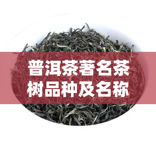 普洱茶著名茶树品种及名称全揭秘