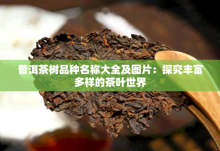 普洱茶树品种名称大全及图片：探究丰富多样的茶叶世界