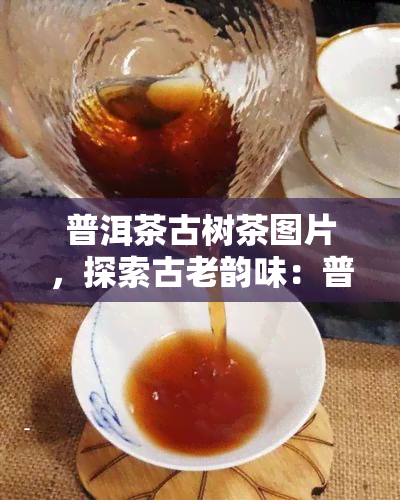 普洱茶古树茶图片，探索古老韵味：普洱茶古树茶的精美图片集