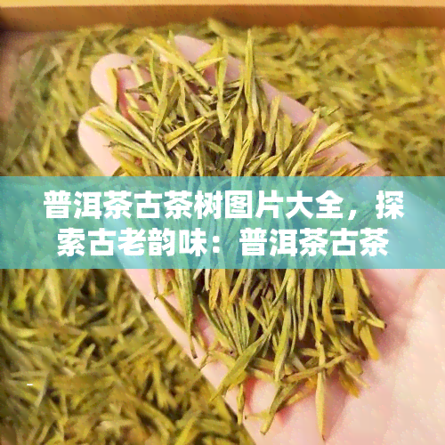 普洱茶古茶树图片大全，探索古老韵味：普洱茶古茶树图片大全