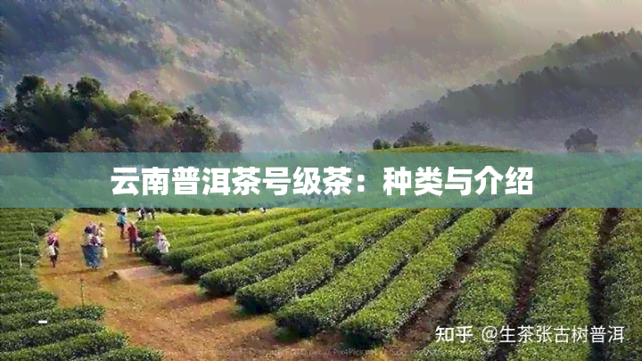 云南普洱茶号级茶：种类与介绍