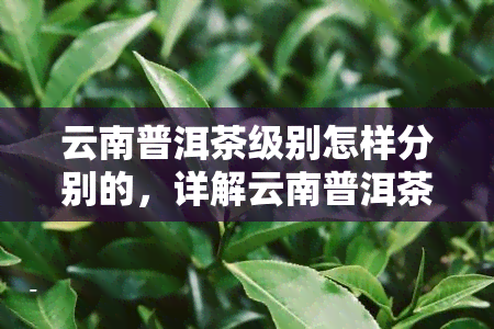 云南普洱茶级别怎样分别的，详解云南普洱茶的级别分类方法