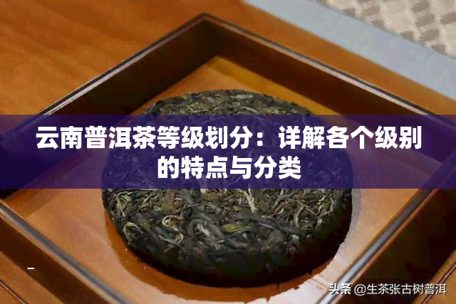 云南普洱茶等级划分：详解各个级别的特点与分类