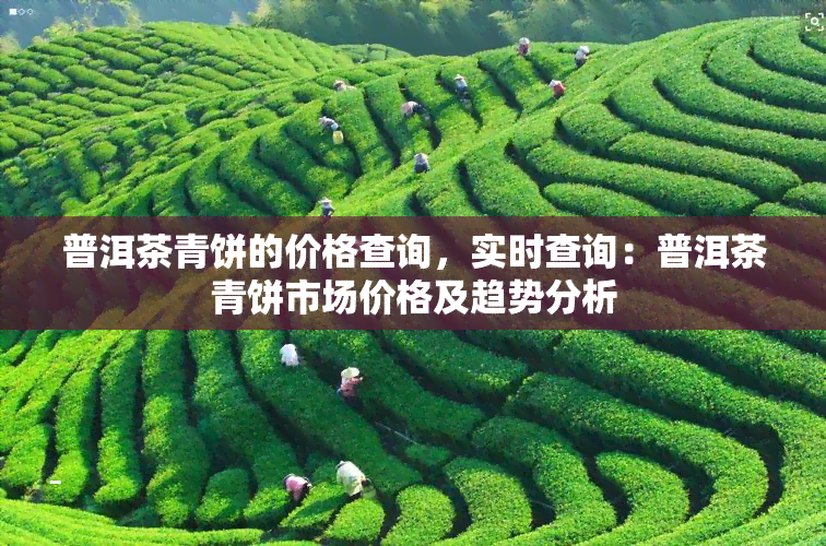 普洱茶青饼的价格查询，实时查询：普洱茶青饼市场价格及趋势分析