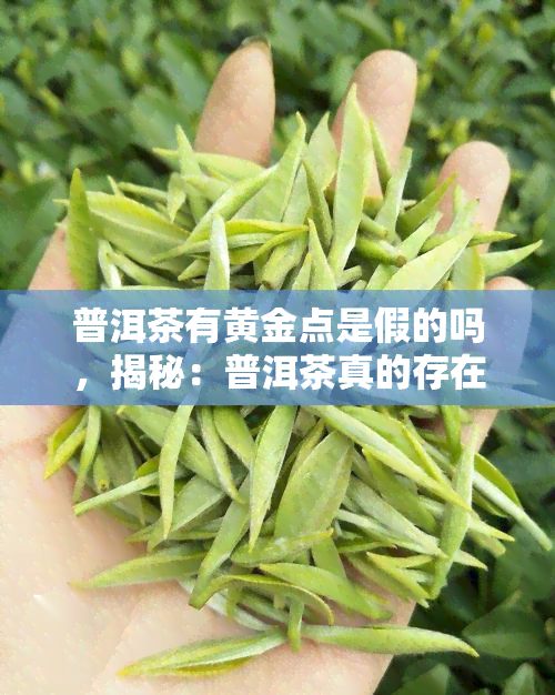 普洱茶有黄金点是假的吗，揭秘：普洱茶真的存在“黄金点”吗？