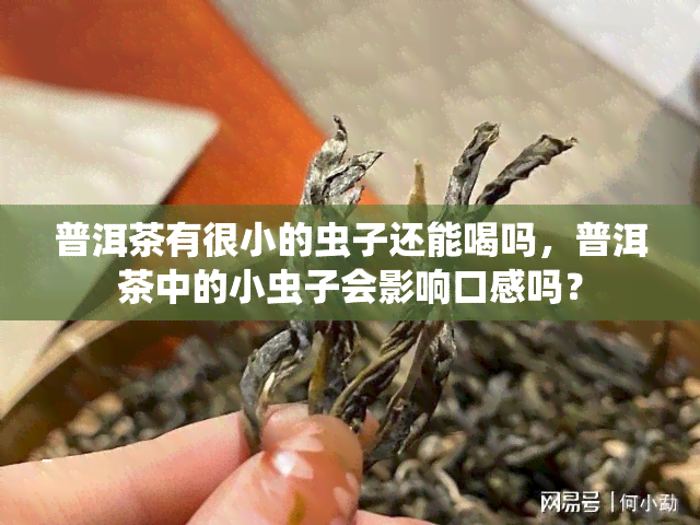 普洱茶有很小的虫子还能喝吗，普洱茶中的小虫子会影响口感吗？