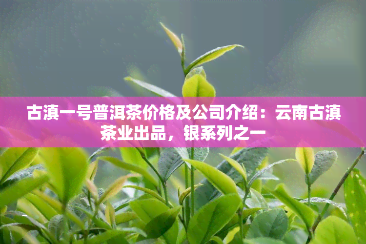 古滇一号普洱茶价格及公司介绍：云南古滇茶业出品，银系列之一