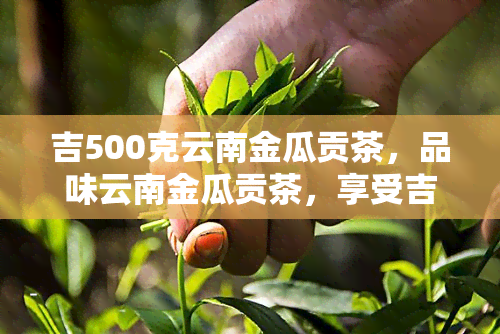 吉500克云南金瓜贡茶，品味云南金瓜贡茶，享受吉500克带来的独特口感