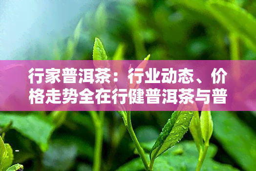 行家普洱茶：行业动态、价格走势全在行健普洱茶与普洱茶行情网官网