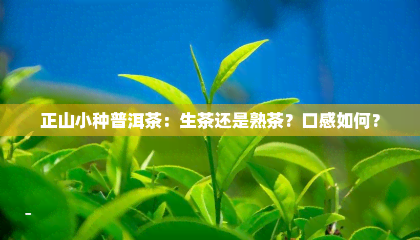 正山小种普洱茶：生茶还是熟茶？口感如何？