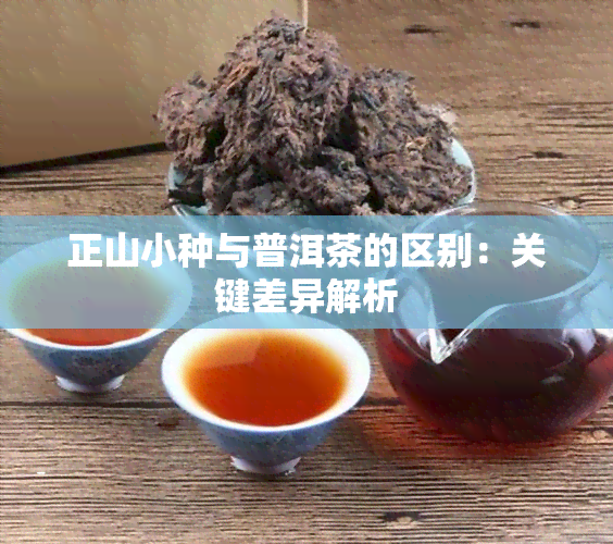 正山小种与普洱茶的区别：关键差异解析