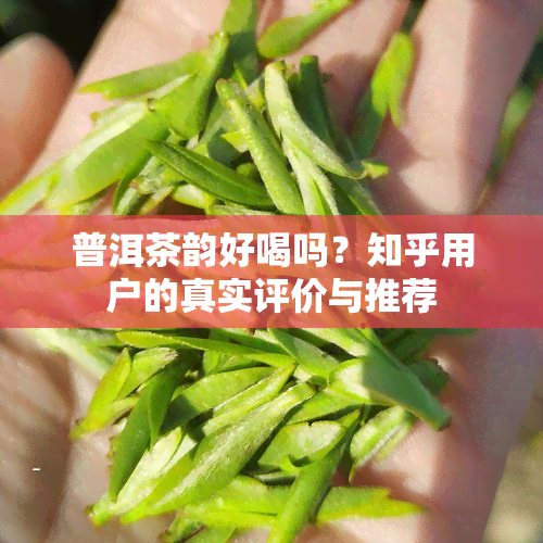 普洱茶韵好喝吗？知乎用户的真实评价与推荐