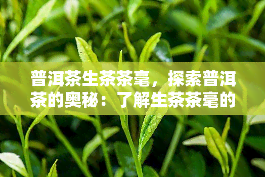 普洱茶生茶茶毫，探索普洱茶的奥秘：了解生茶茶毫的重要性和特点