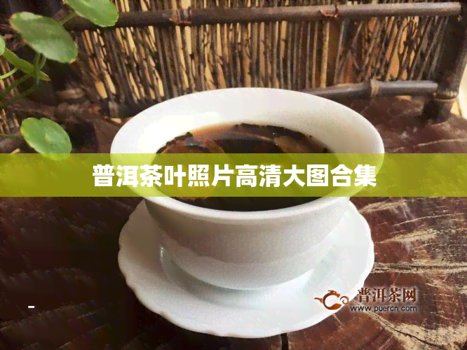 普洱茶叶照片高清大图合集