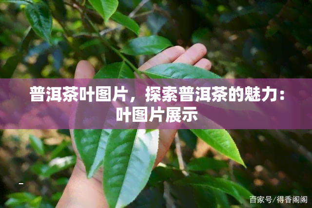 普洱茶叶图片，探索普洱茶的魅力：叶图片展示