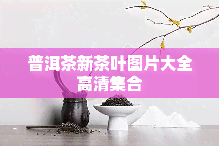 普洱茶新茶叶图片大全高清 *** 