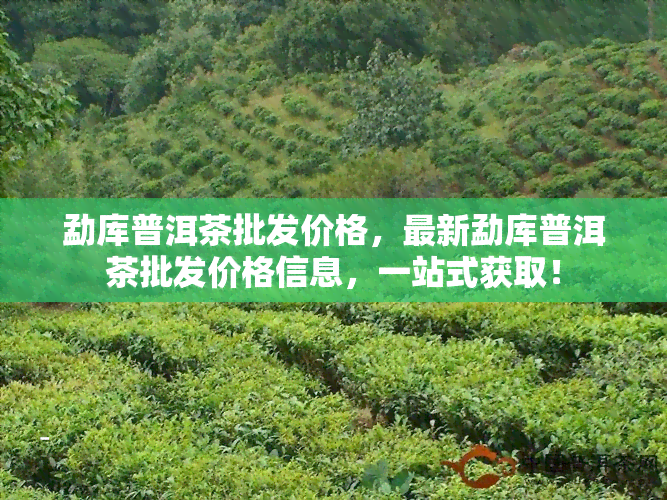 勐库普洱茶批发价格，最新勐库普洱茶批发价格信息，一站式获取！