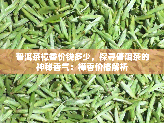 普洱茶樟香价钱多少，探寻普洱茶的神秘香气：樟香价格解析